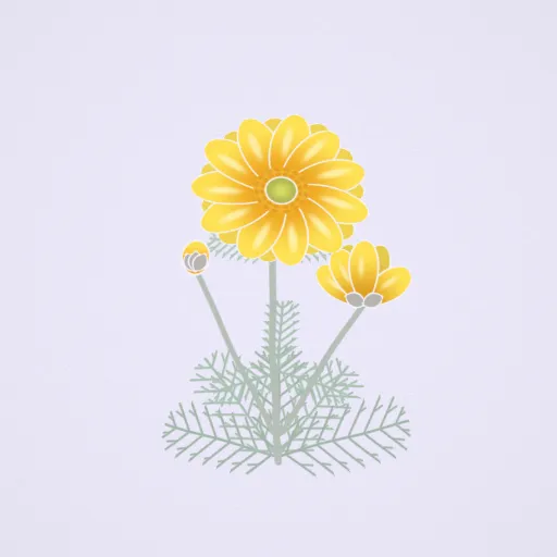 福壽草