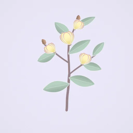 含笑花