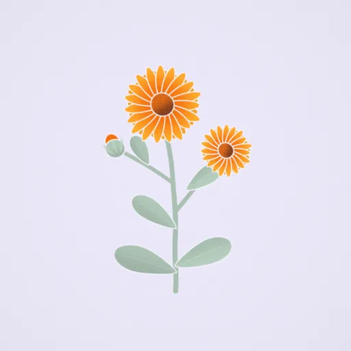金盞花