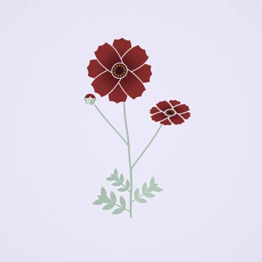 巧克力波斯菊