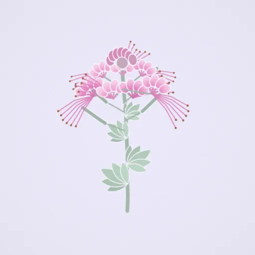 醉蝶花