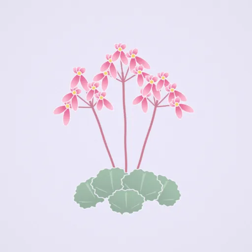 大文字草