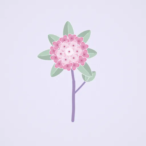 沈丁花