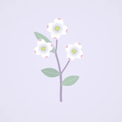 四照花