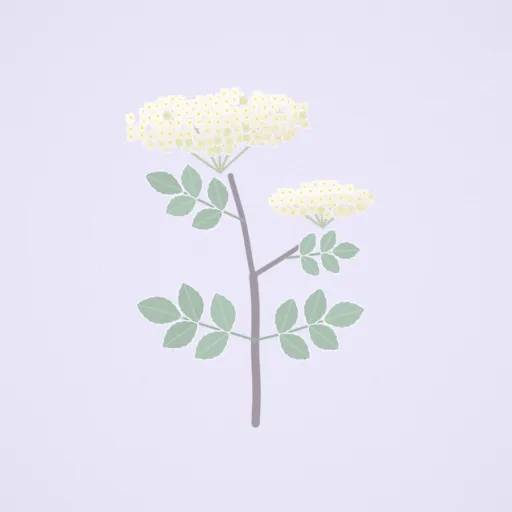 接骨木花