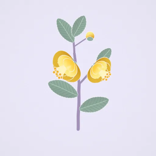 金花茶