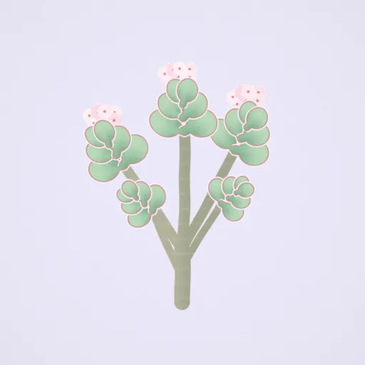 Jade plant