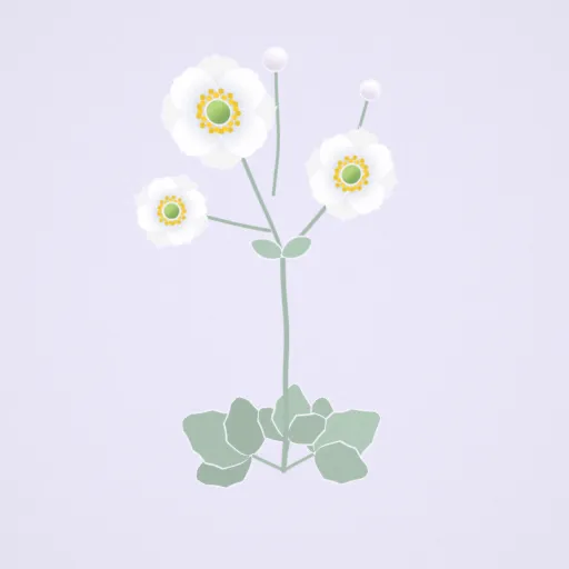 白花秋牡丹