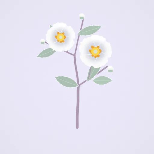 夏山茶