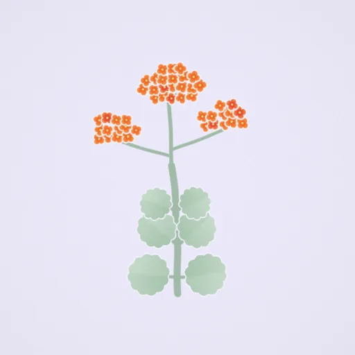 長壽花