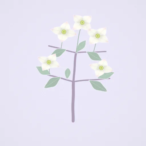 日本四照花