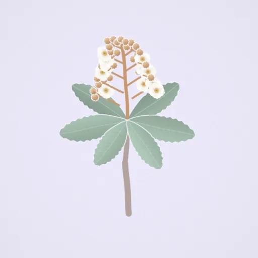 枇杷花