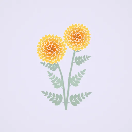 萬壽菊