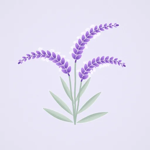 墨西哥鼠尾草