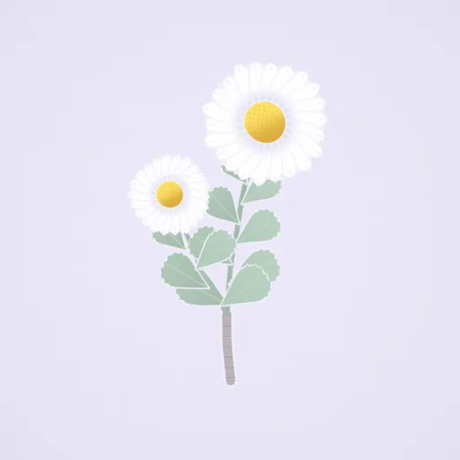濱菊
