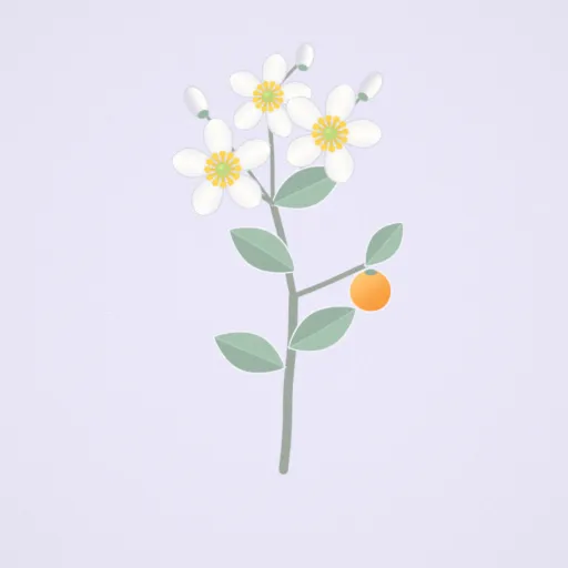 橙花