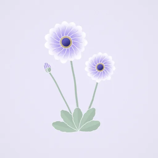 南非菊