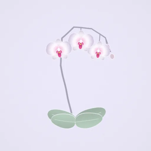 蝴蝶蘭