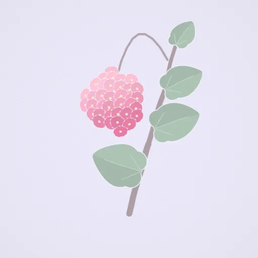 非洲芙蓉