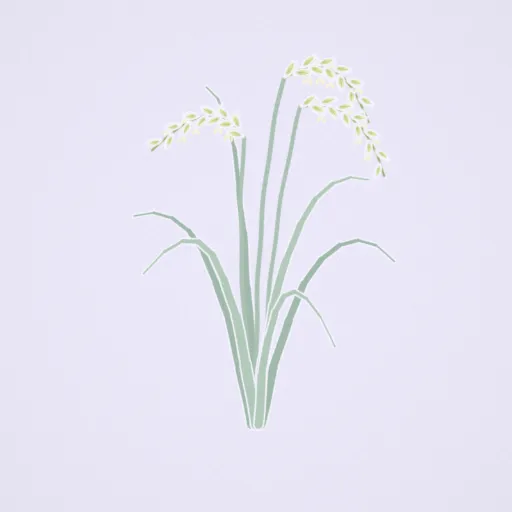 稲の花