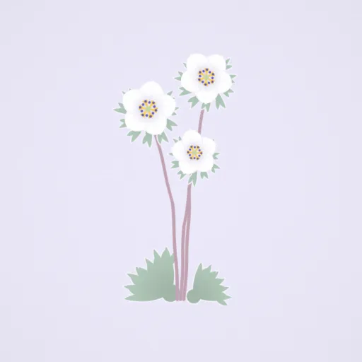 セツブンソウ