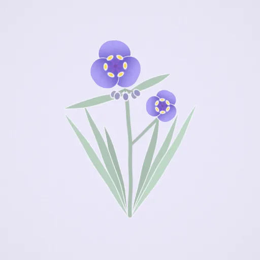 紫露草