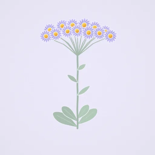紫菀